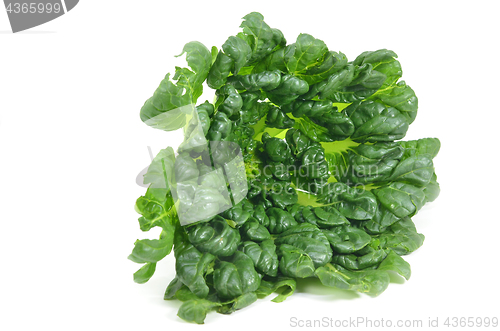 Image of Chinese flat cabbage (Brassica chinensis) or Tah Tsai lettuce