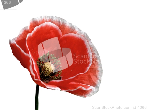 Image of poppy-isolated