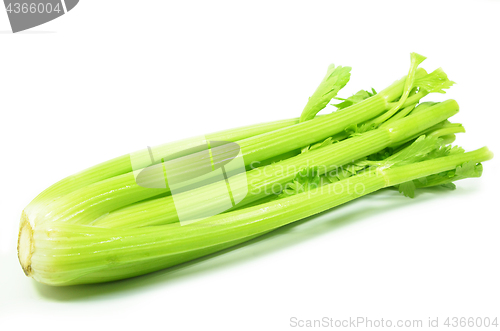 Image of Bunch of celery sticks isolated