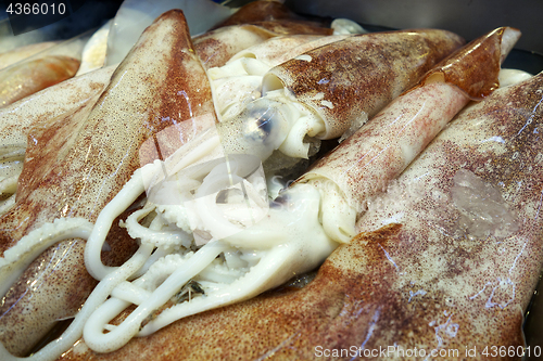 Image of Squids on ice on the counter