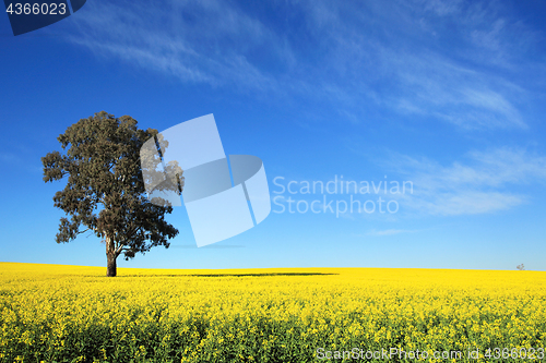 Image of Canola Fields in Central West NSW