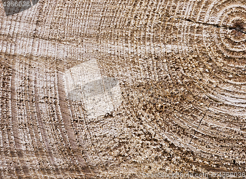 Image of Surface of a cut tree trunk