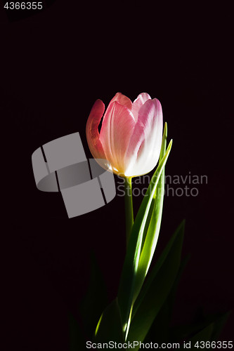 Image of Macro pink tulip