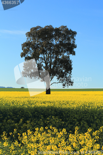 Image of Canola field in rural Australia