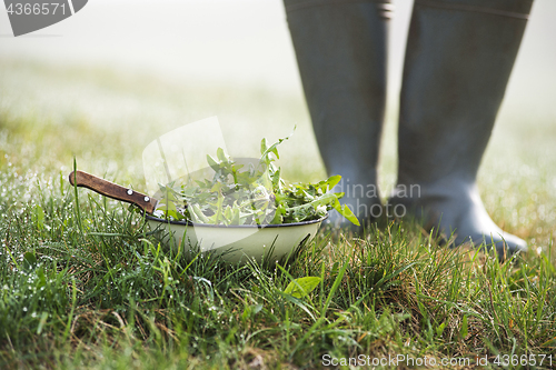 Image of Dandelion