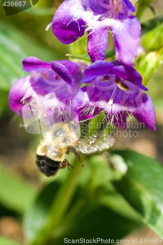 Image of Bumble Bee