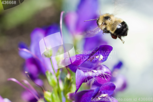 Image of Bumblebee