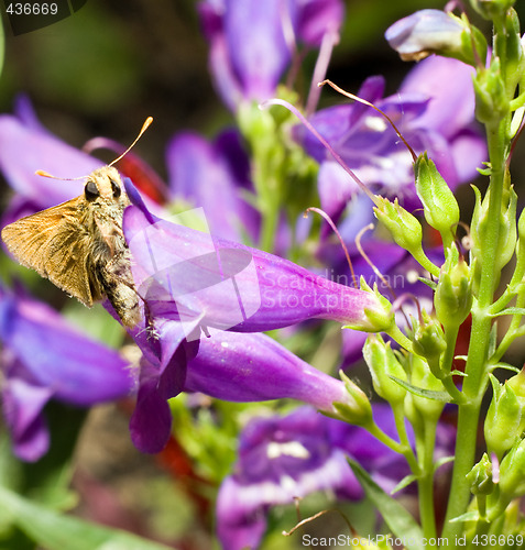 Image of Moth