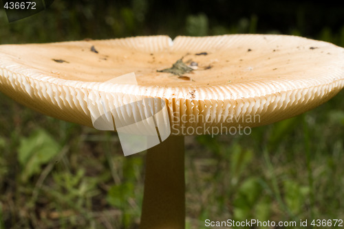 Image of Large Mushroom