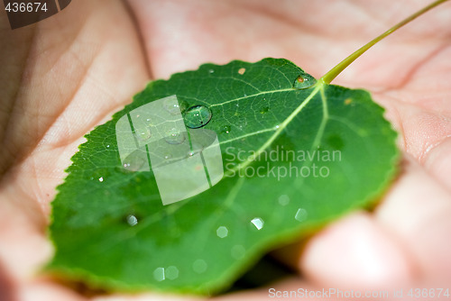 Image of Wet Leaf