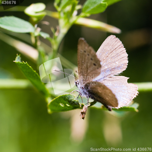 Image of Close-up Moth