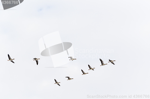 Image of Geese formation flying upwards