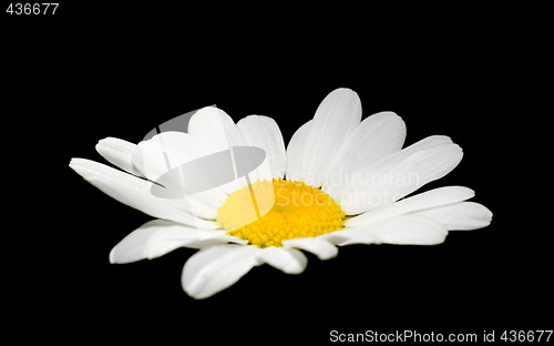 Image of Daisy On Black