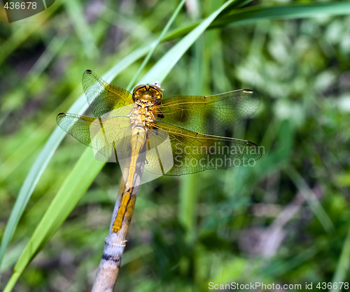 Image of Dragonfly