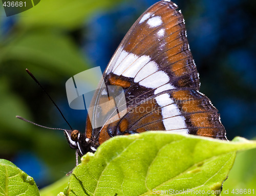 Image of Butterfly