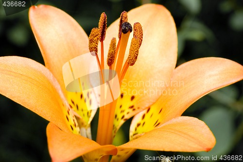 Image of Tiger Lily