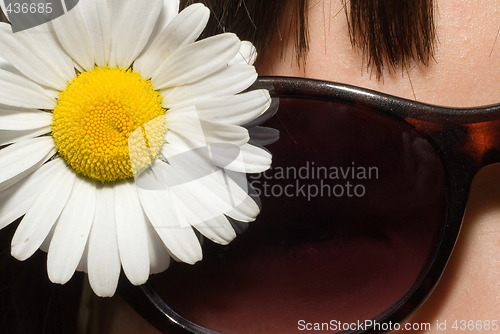 Image of Macro Daisy
