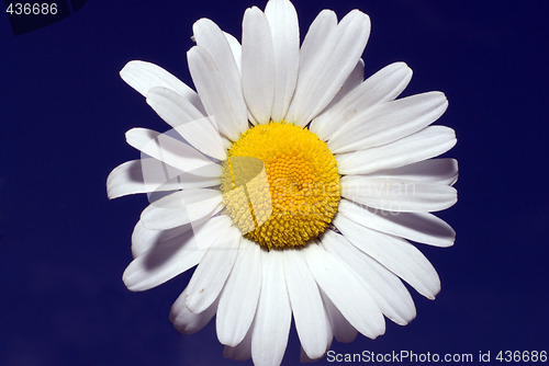 Image of White Daisy