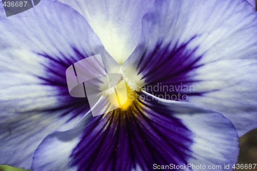 Image of Macro Pansy