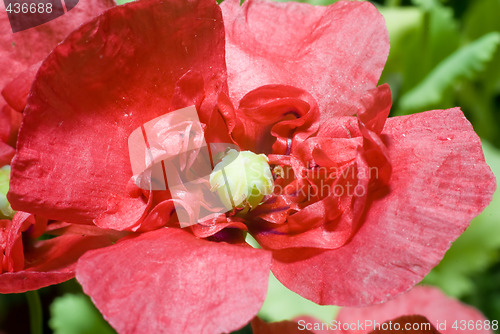 Image of Macro Poppy