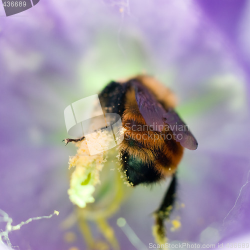 Image of Bee Collecting Pollen