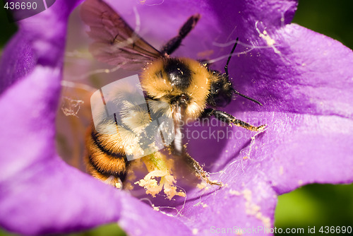 Image of Bumblebee