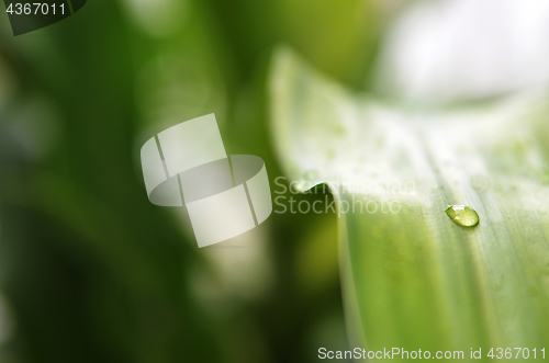 Image of Water drops on the green leaf