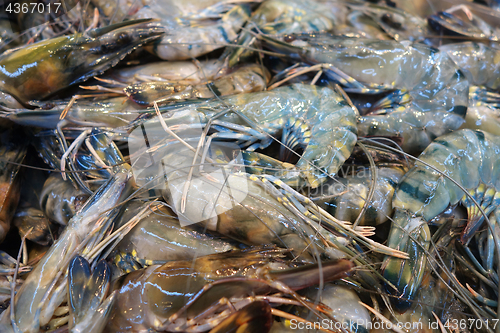 Image of Fresh raw shrimps prawns 