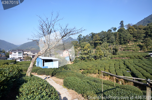 Image of Beautiful fresh green chinese Longjing tea plantation