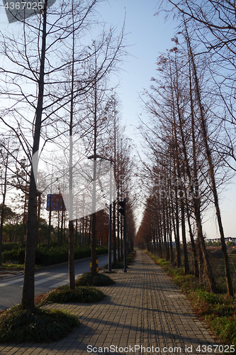 Image of Beautiful Autumn scenery in Shanghai