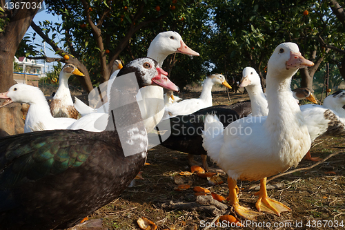 Image of Ducks in farm traditional farming 