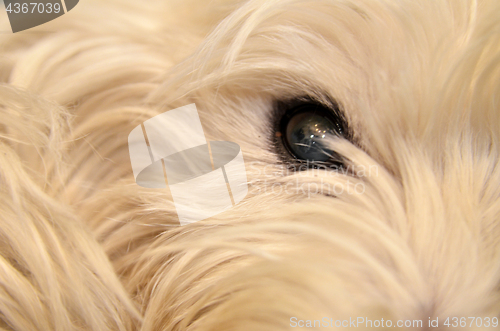 Image of Eye dog. close up