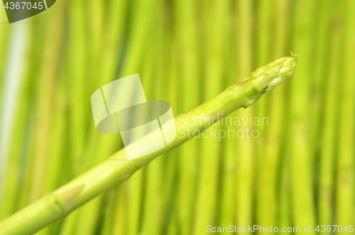 Image of Green asparagus shoots 
