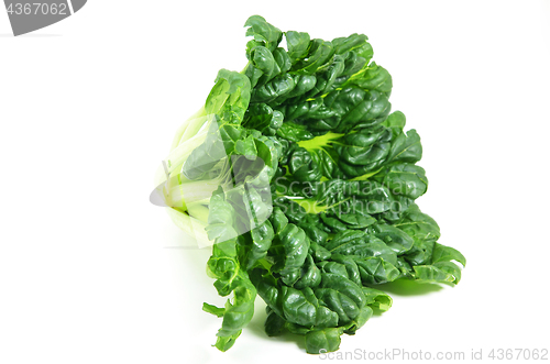 Image of Chinese flat cabbage (Brassica chinensis) or Tah Tsai lettuce