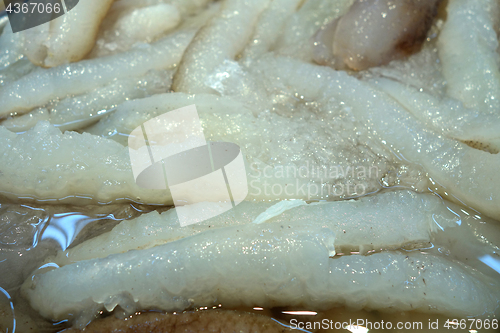 Image of Sea cucumber selling on the market 