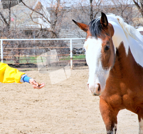 Image of Feeding the horse.