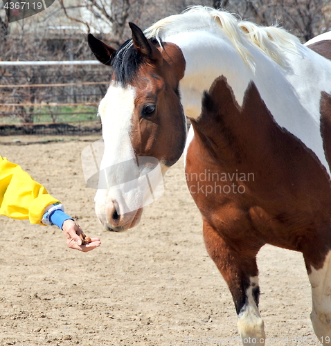Image of Feeding the horse.