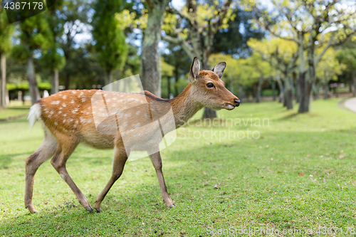 Image of Deer 