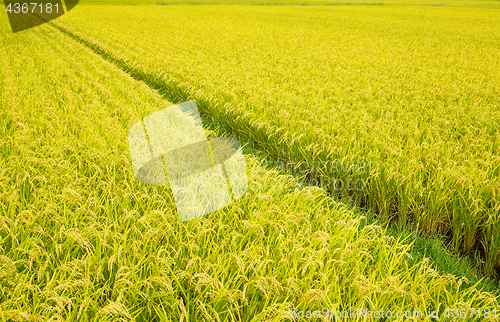 Image of Paddy Rice farm