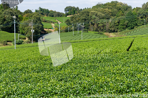Image of Green tea tree in farm