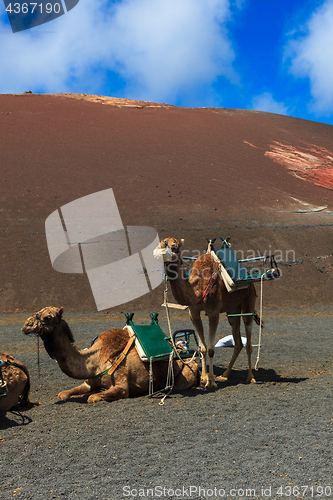 Image of Camels in Timanfaya National Park on Lanzarote.