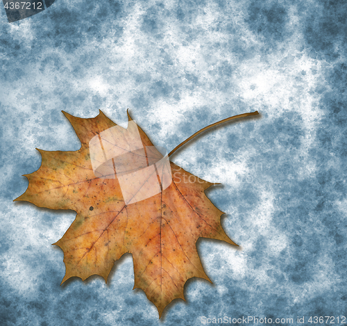 Image of maple leaf