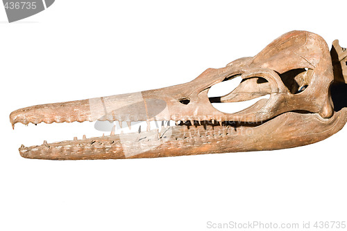 Image of Dinosaur Skull