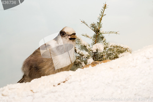 Image of Winter Bird