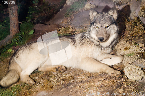 Image of Wolf
