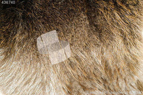 Image of Beaver Pelt