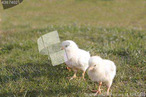 Image of Young chicken on a meadow