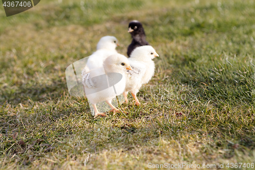 Image of Young chicken on a meadow