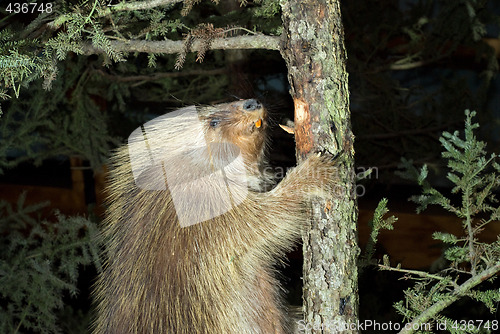 Image of Beaver Climbing A Tree