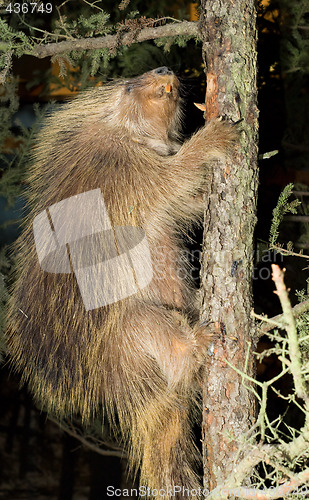 Image of Large Beaver